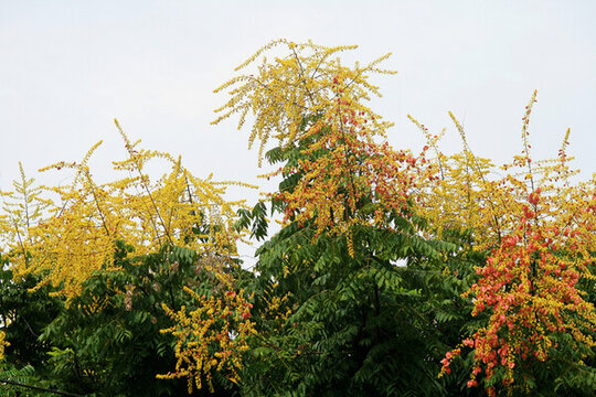 欒樹開花