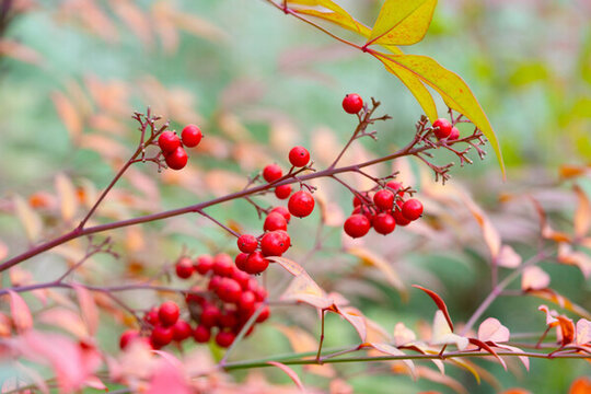 秋季紅漿果