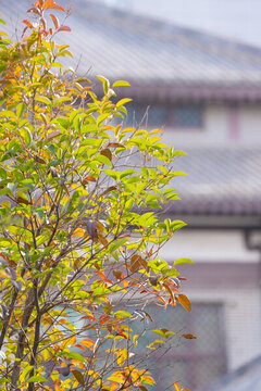秋季植物
