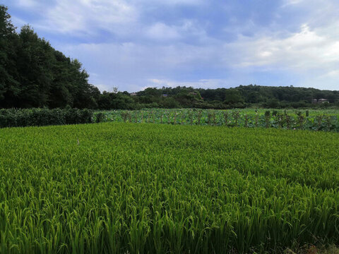 蓮花農(nóng)田