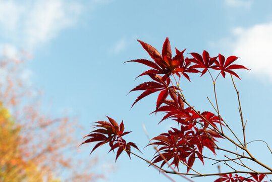 紅楓樹葉