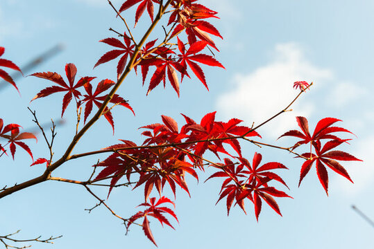 紅楓樹葉