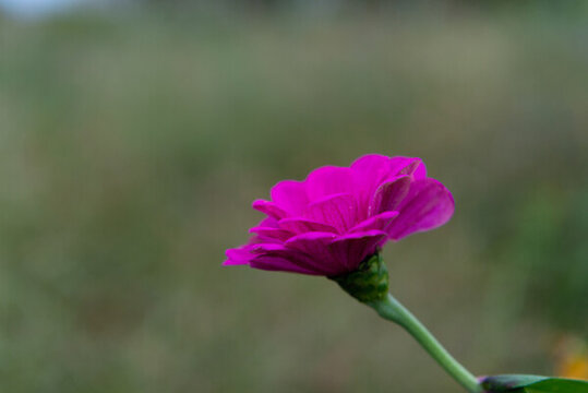 百日菊