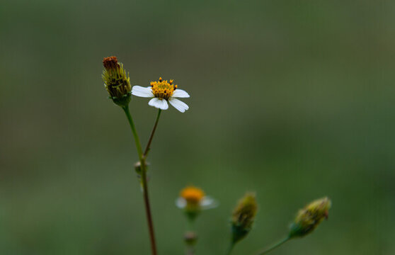鬼針草花兒