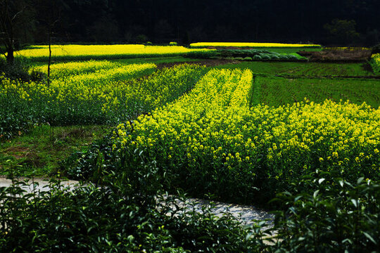 婺源油菜花