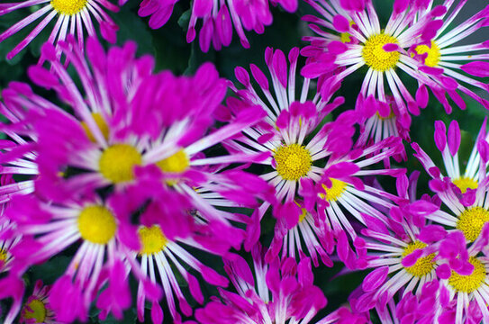 颜色形态各异的菊花
