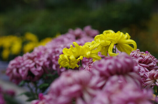颜色形态各异的菊花