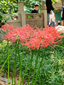 紅色彼岸花