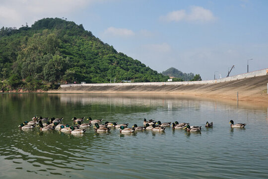 水库生态养殖的一群绿头鸭