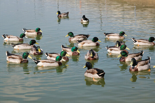 水面上的一群农家绿头鸭