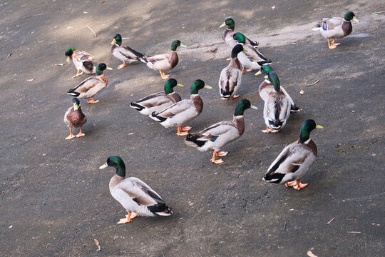 户外放养的一群绿头鸭