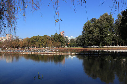 藍天湖水海鷗