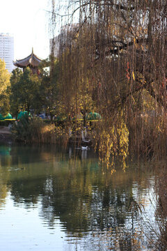 公園亭子柳樹
