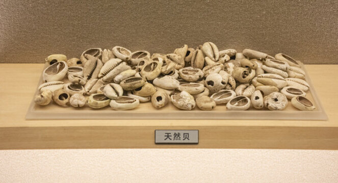 天然貝