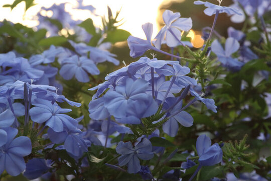 紫色鮮花盛開