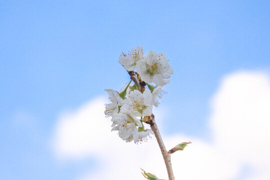櫻桃花特寫