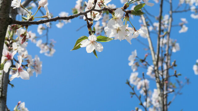 櫻花