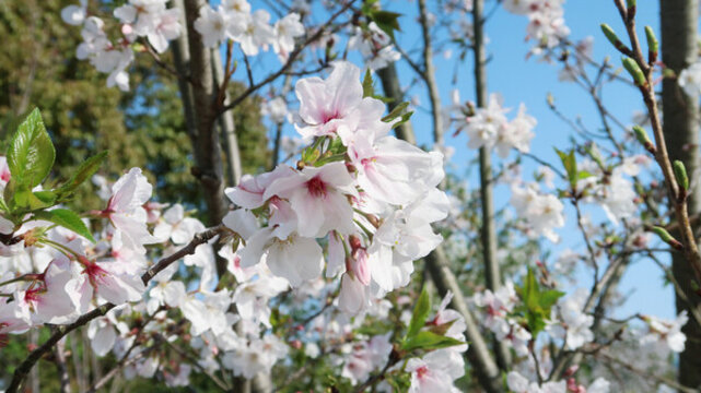 櫻花