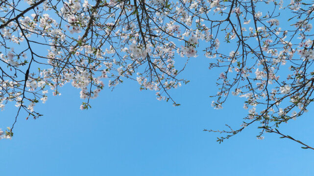櫻花