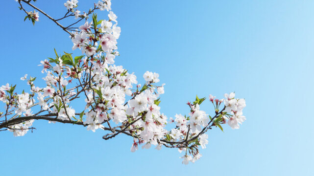 櫻花