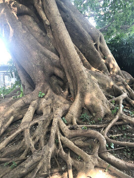 榕樹樹根