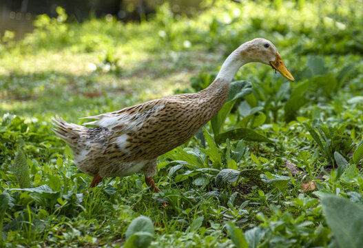 一只在草地觅食的鸭子