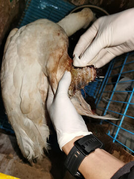 野生動物救助之白琵鷺