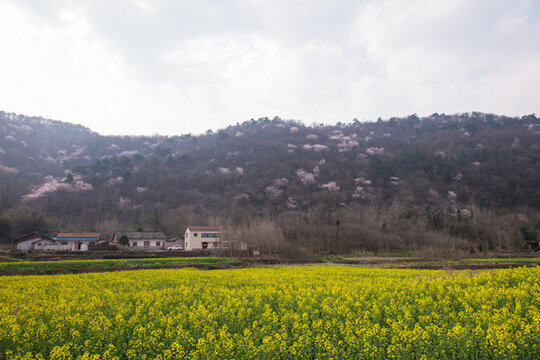 山花爛漫