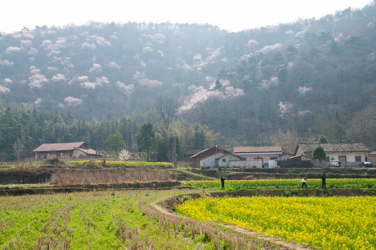 山花爛漫