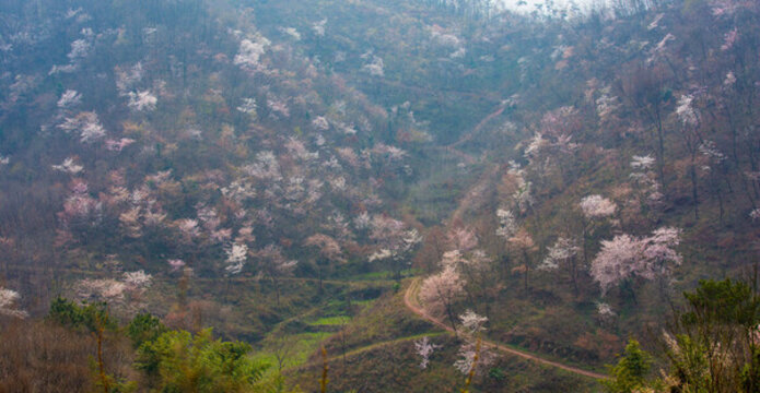 山花爛漫