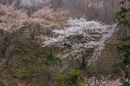 山花爛漫