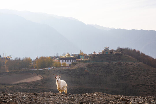 遠(yuǎn)山