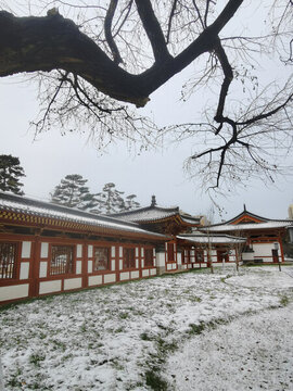 蒼樹古建