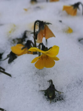 雪地黃花
