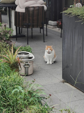 憂郁貓咪