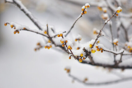 雪壓枝頭