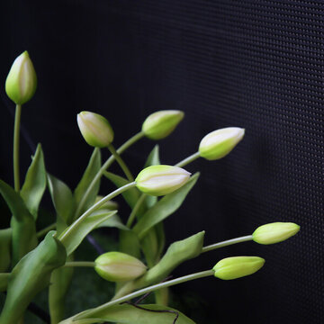 蘭花