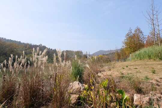 蘆花遠(yuǎn)山藍(lán)天森林植被