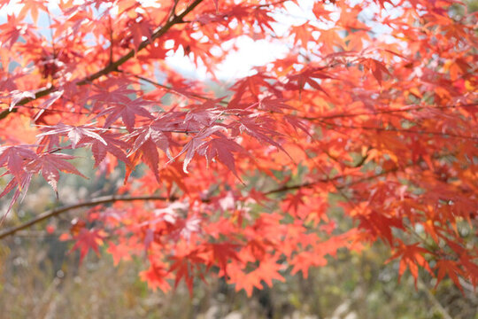 紅楓秋色紅葉
