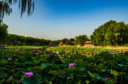 北京北海公園夏日風(fēng)光