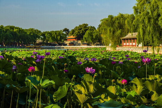 北京北海公園夏日風(fēng)光