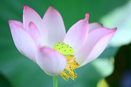 唯美荷花特寫(xiě)