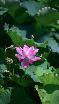 高清荷花素材壁紙