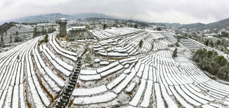 茶園雪景