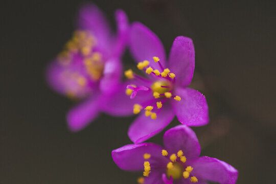 紫色花朵特写