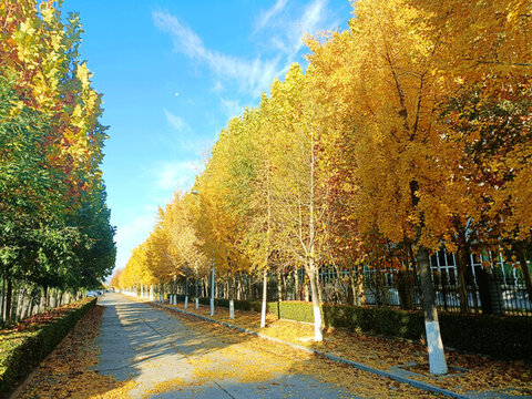 銀杏葉街道