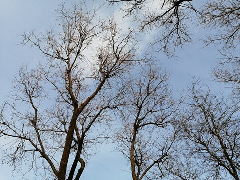 仰拍樹枝