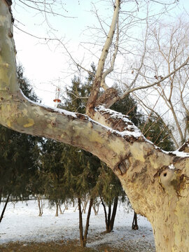 雪后樹木