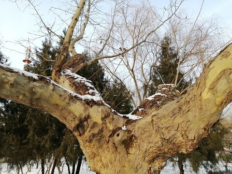 雪后樹枝