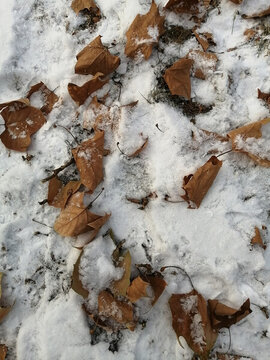 雪地落叶